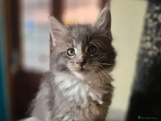 Maine Coon cats Maine Coon Kittens Champion Bloodline - Advert 15