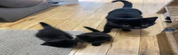 European cats for sale: 4 black kittens for sale in Dover - Advert 9