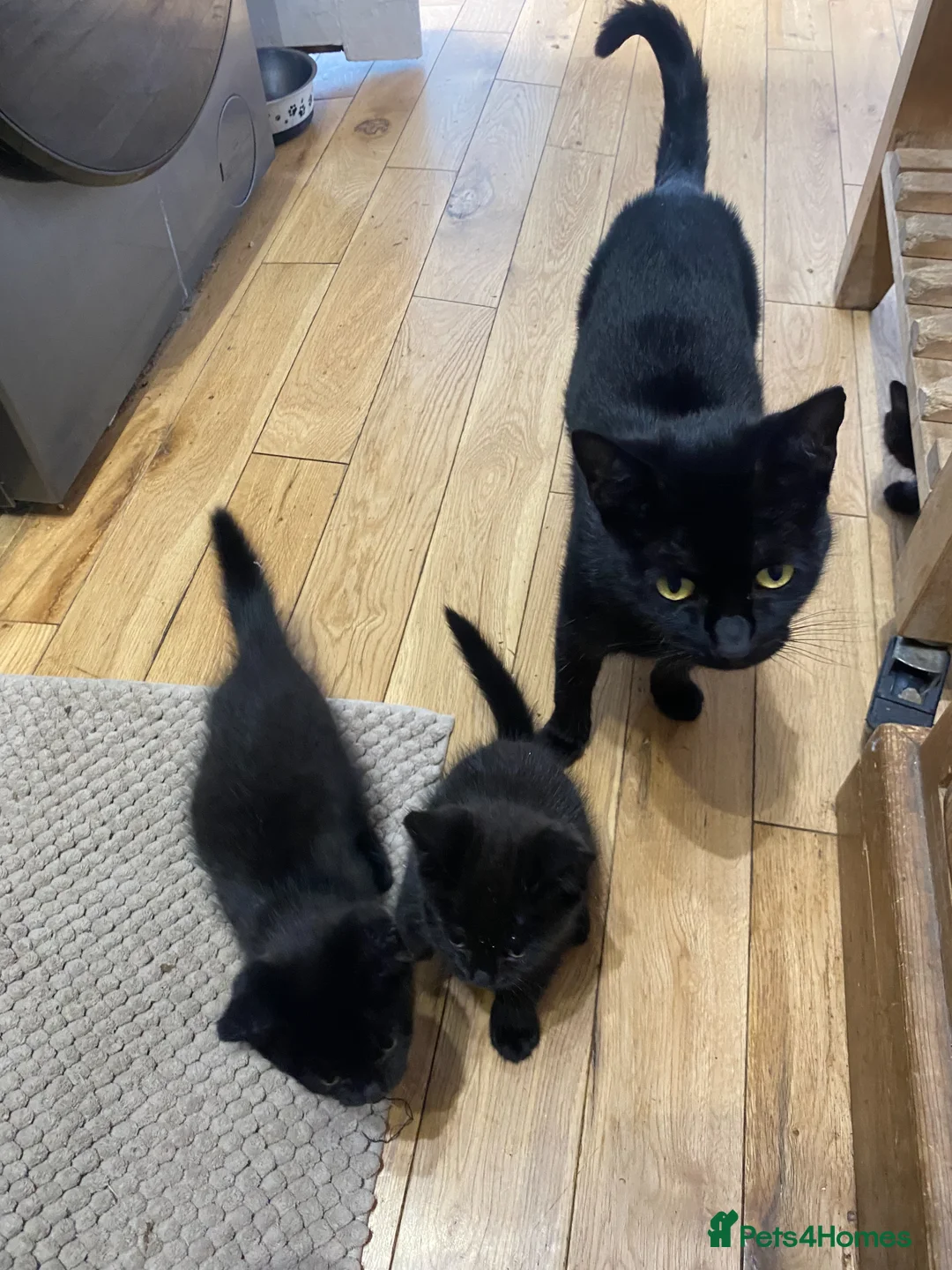 European cats for sale: 4 black kittens for sale in Dover - Advert 9