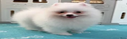 Pomeranian dogs for sale: Tiny White snow Pomeranian Puppies  - Advert 35