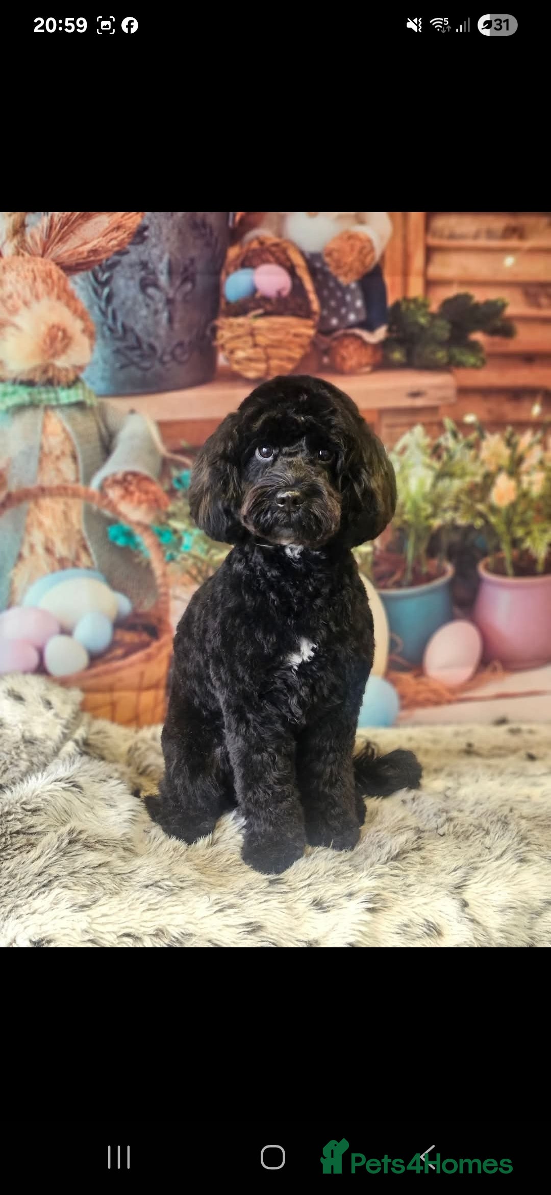 Cockapoo dogs for sale: Pregnancy confirmed due on 25th January  - Advert 1