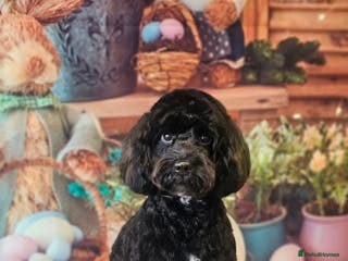 Cockapoo dogs Minature cockerpoo Pregnancy confirmed - Advert 3
