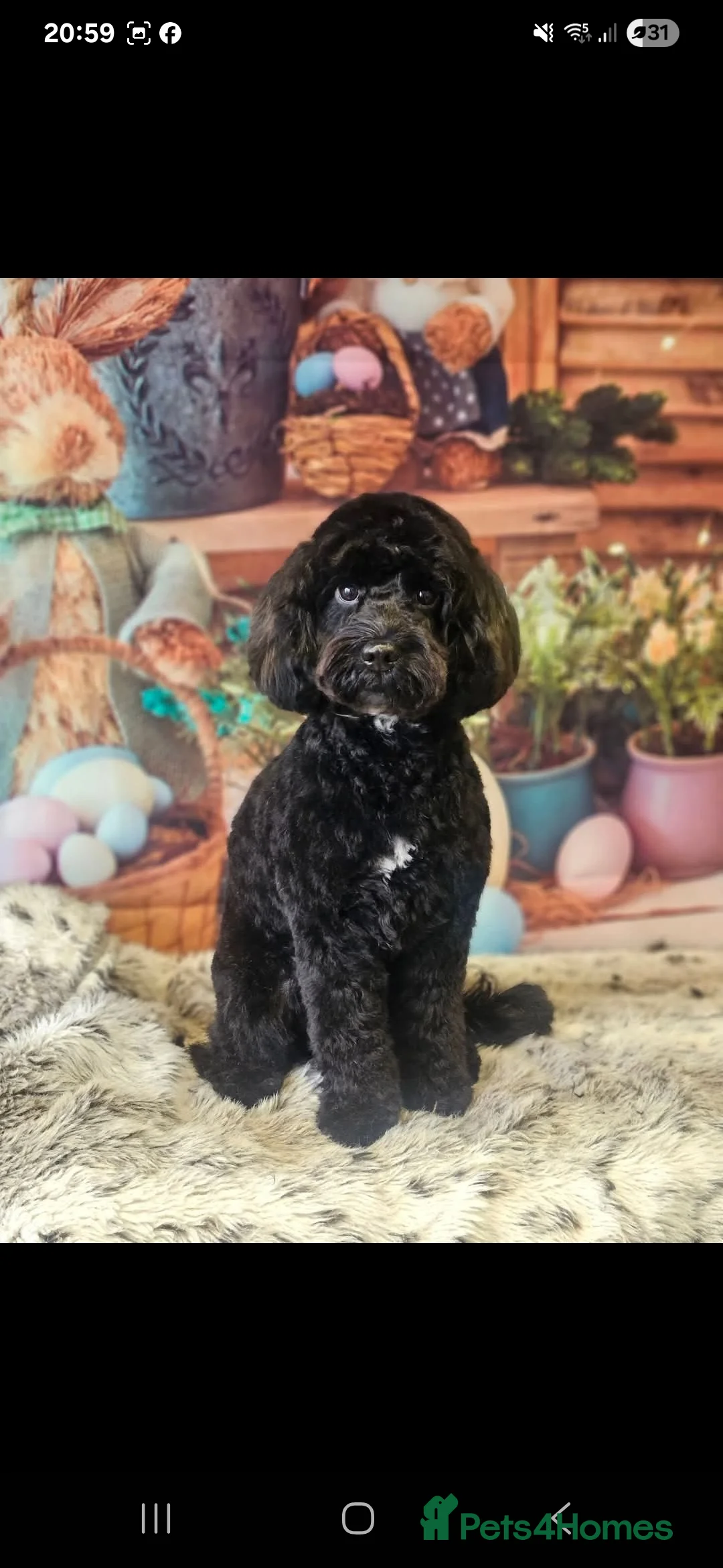 Cockapoo dogs for sale: Minature chocolate brown cockerpoo F1B - Advert 1