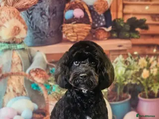 Cockapoo dogs Minature chocolate brown cockerpoo F1B - Advert 16