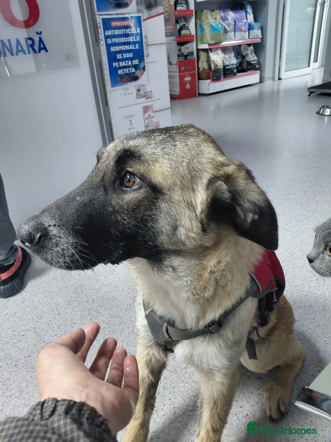 Mixed Breed dogs for adoption: 💛MILO💛 – a handsome puppy boy for a Loving Home - Advert 2