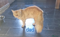 Maine Coon cats for sale: Main coon x ragdoll kittens  - Image 4