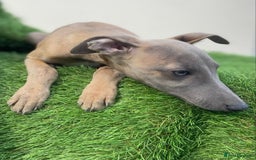 Whippet dogs for sale: Kc whippet pups  - Image 1
