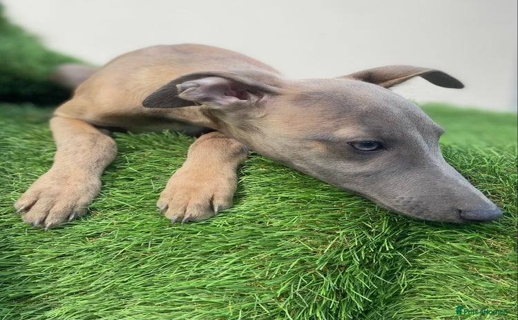Whippet dogs - Advert 11