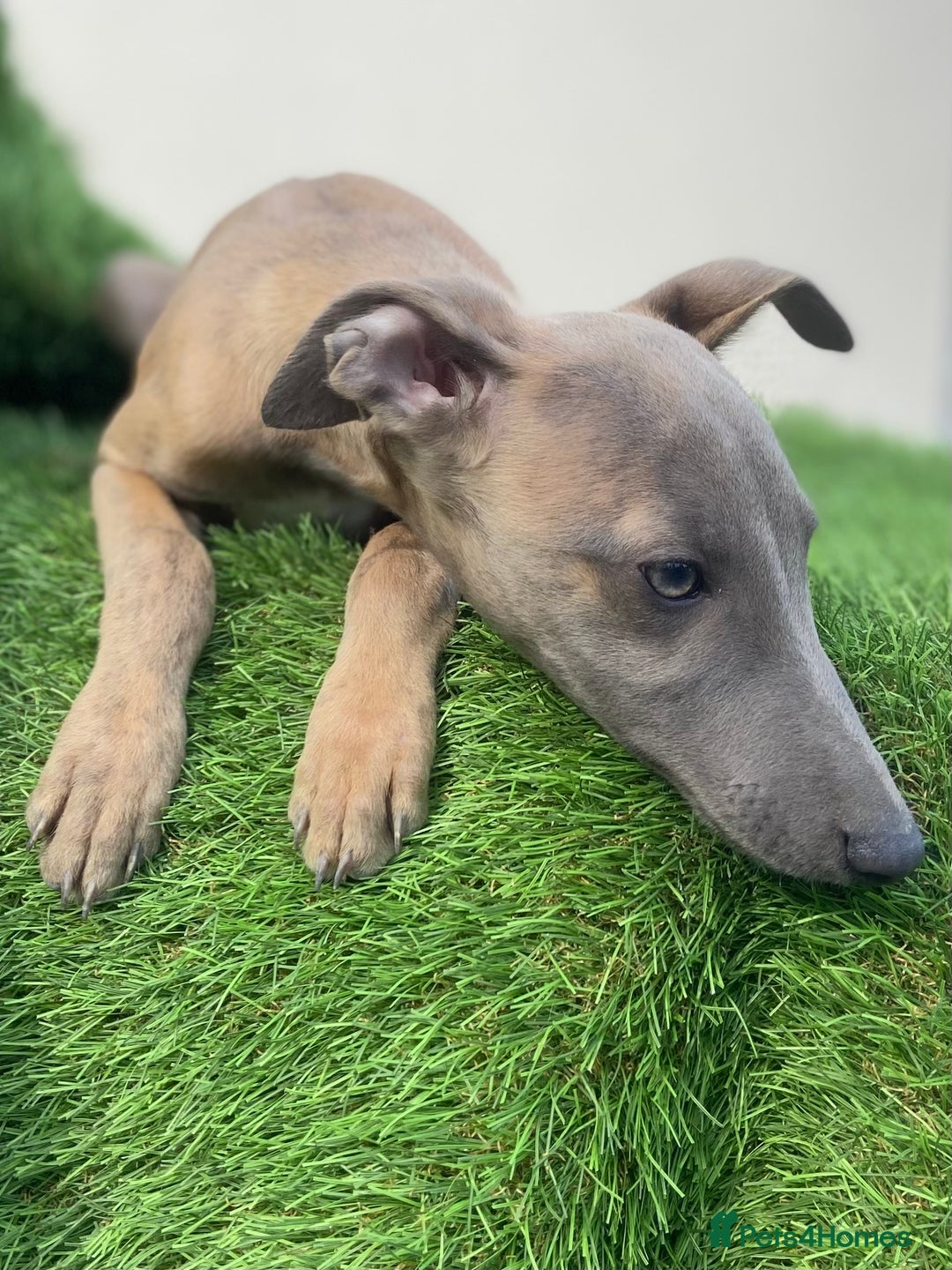 Whippet dogs for sale: Kc whippet pups  - Image 1