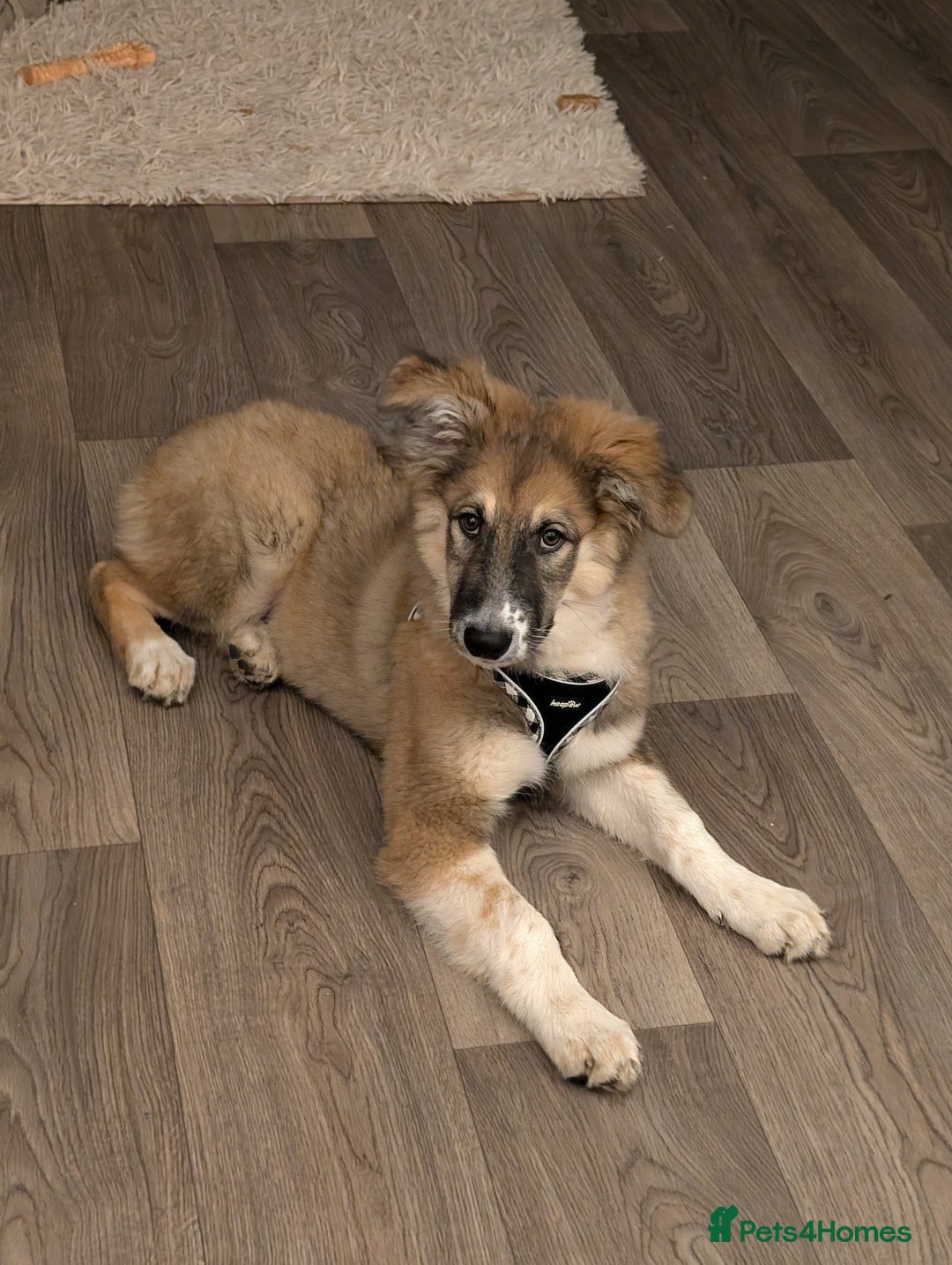 Mixed Breed dogs for sale: Golden shepherd  - Advert 3