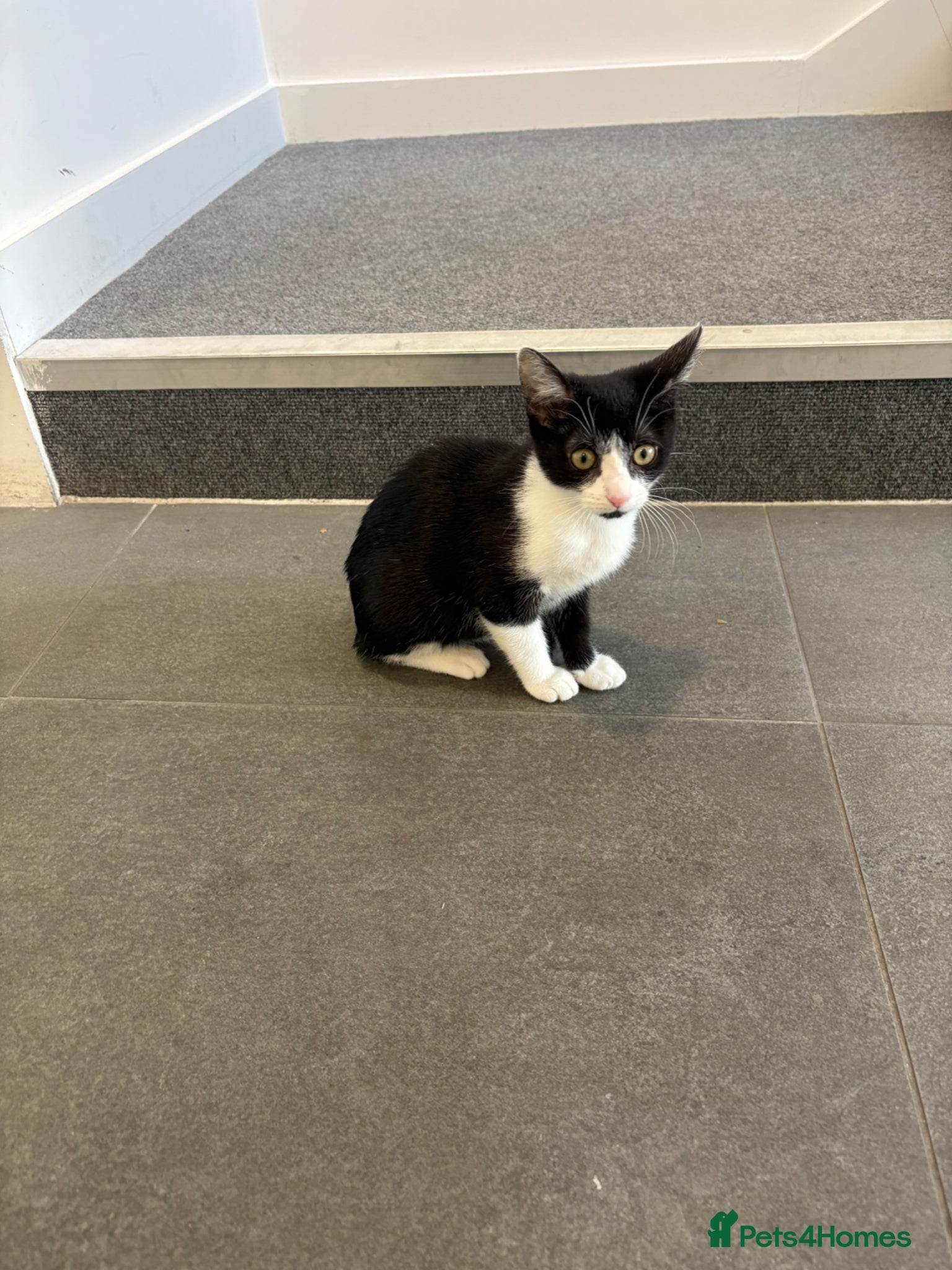 Mixed Breed cats Miss Fifi - Advert 2