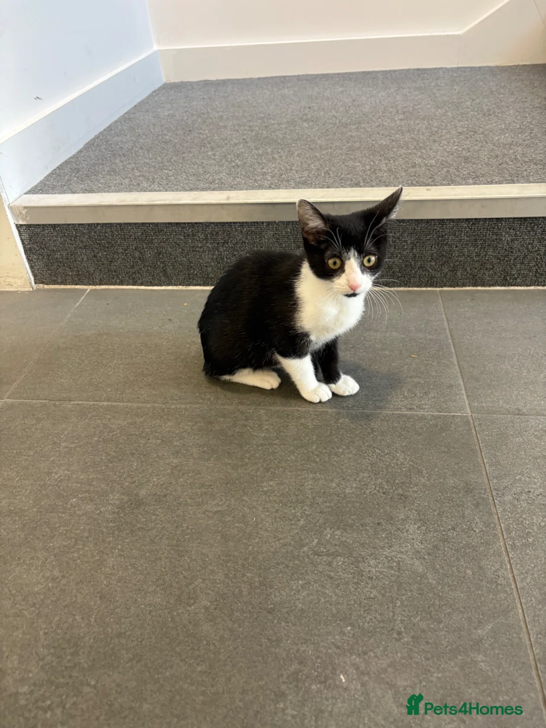 Mixed Breed cats for sale: Miss Fifi in London - Advert 1