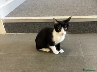 Mixed Breed cats Miss Fifi - Advert 2