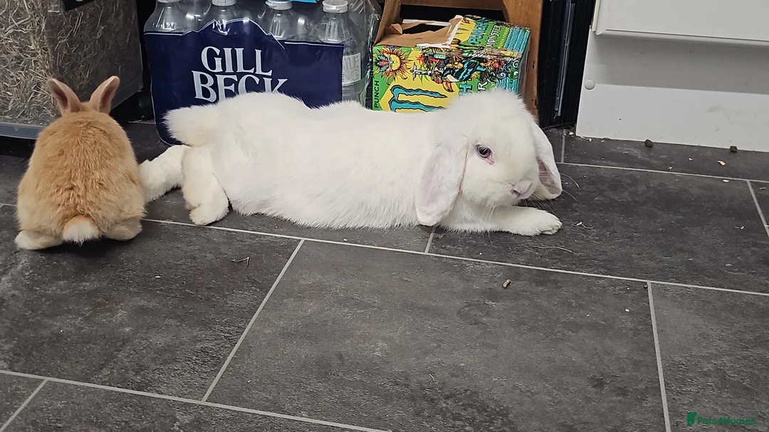 Mixed Breed rabbits for sale: 3 baby bunnies ready for their forever home - Advert 29