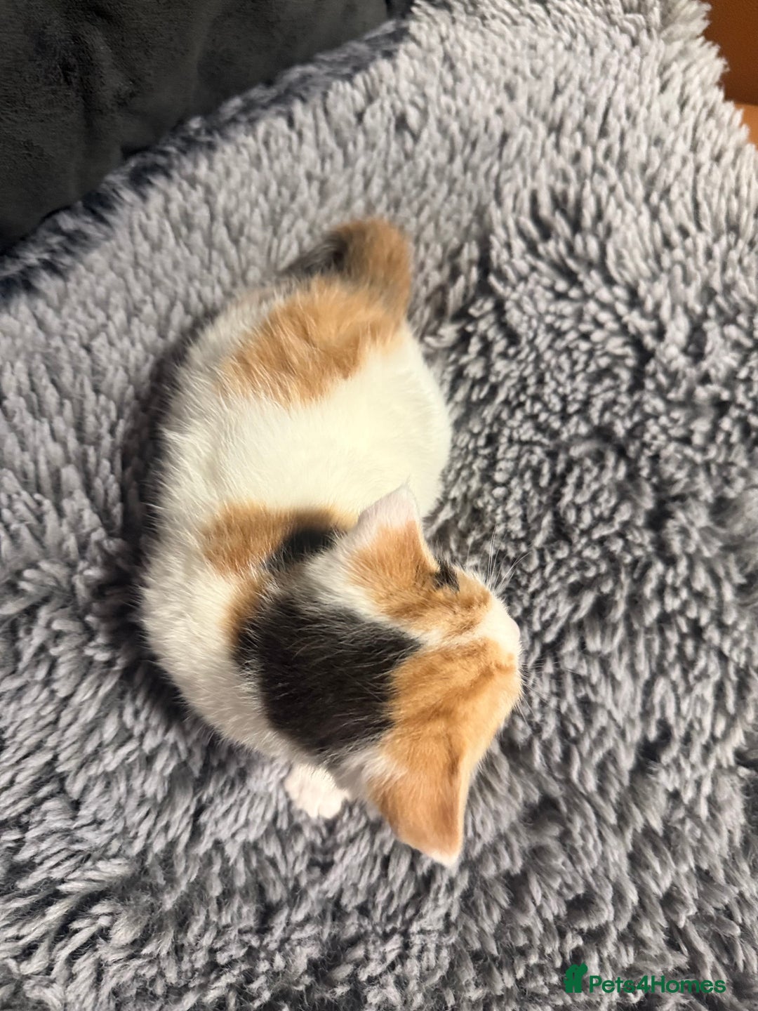 Mixed Breed cats for sale: Kittens  - Advert 6