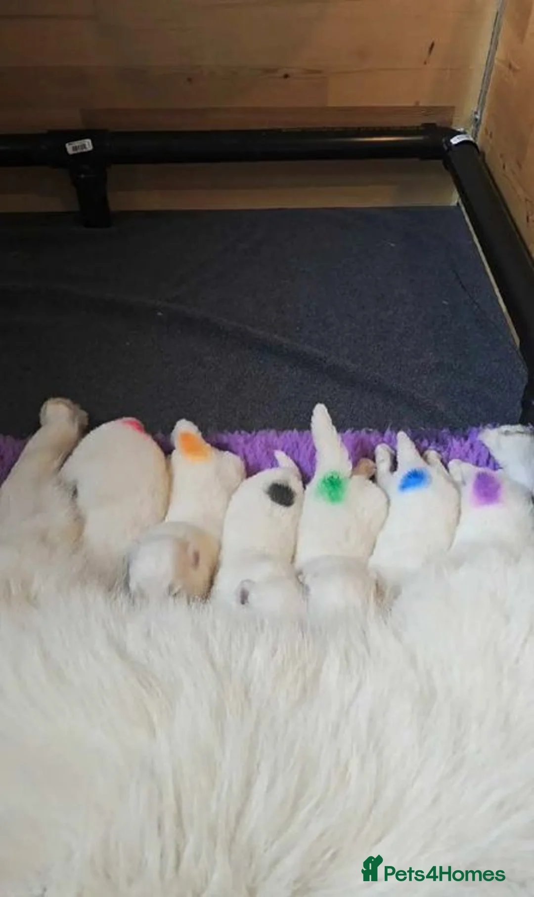 Samoyed dogs for sale: 2last samoyed left in London - Advert 7