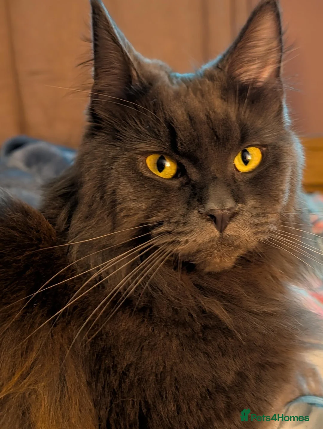 Maine Coon cats for adoption: Free only to good home  - Advert 2