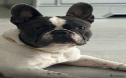 French Bulldog dogs for sale: French bulldog 1 year old for sale  - Image 2