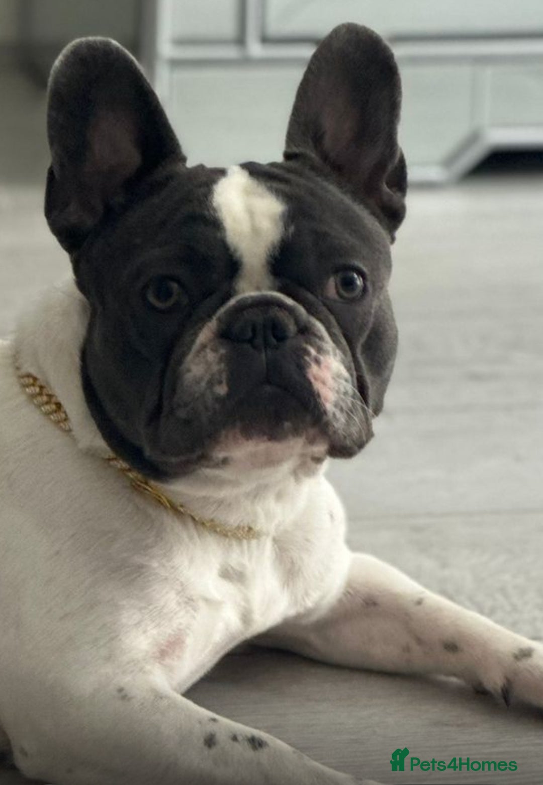 French Bulldog dogs for sale: French bulldog 1 year old for sale  - Image 2