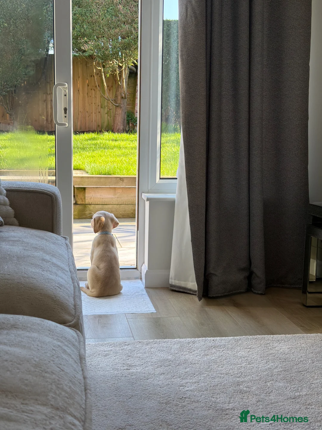 Labrador Retriever dogs for sale: 12 week Labrador retriever golden  - Advert 2