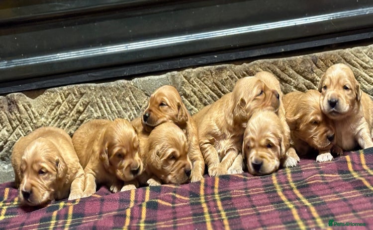 Golden Retriever dogs - Advert 2