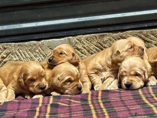 Golden Retriever dogs Gorgeous KC Golden Retriever Puppies - Advert 5