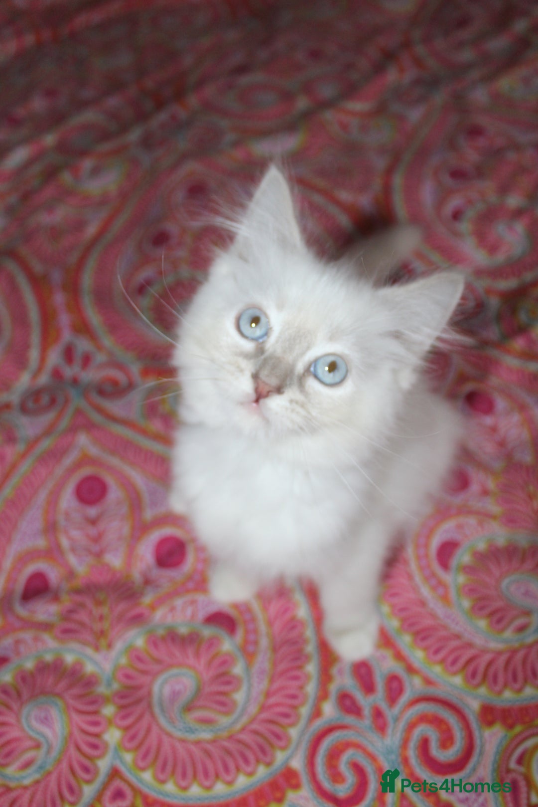 Ragdoll cats for sale: Ready to go  - Advert 16