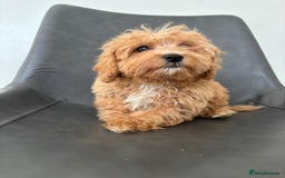 Cavapoo dogs for sale: Beautiful Cavapoo Puppies - Image 7