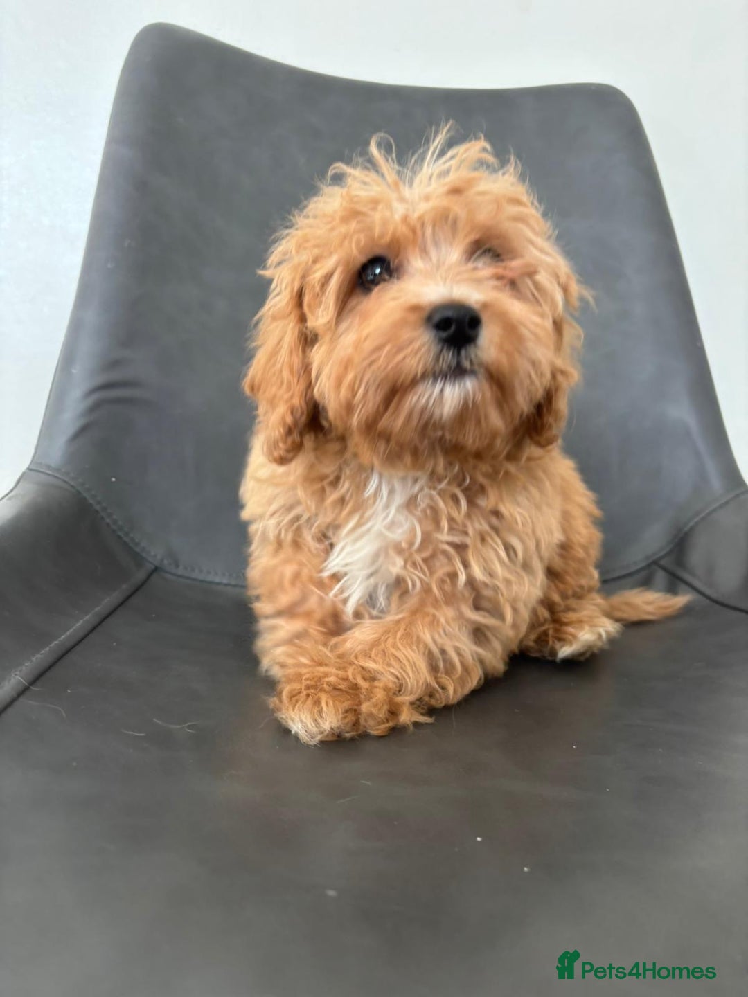 Cavapoo dogs for sale: Beautiful Cavapoo Puppies - Image 7