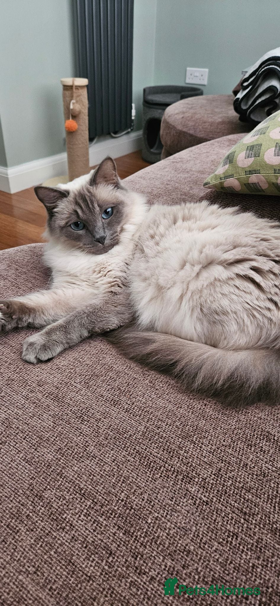 Ragdoll cats Stunning Ragdoll Kittens Available - Advert 2