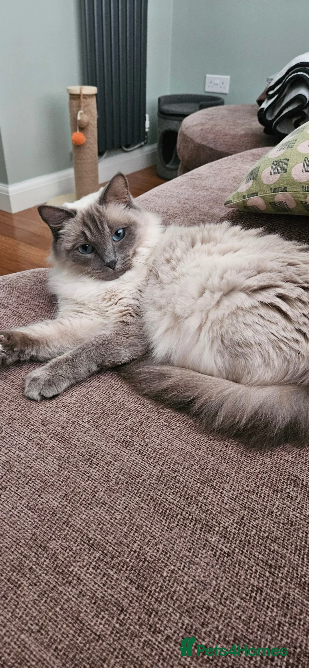 Ragdoll cats for sale: Stunning Ragdoll Kittens Available - Advert 2