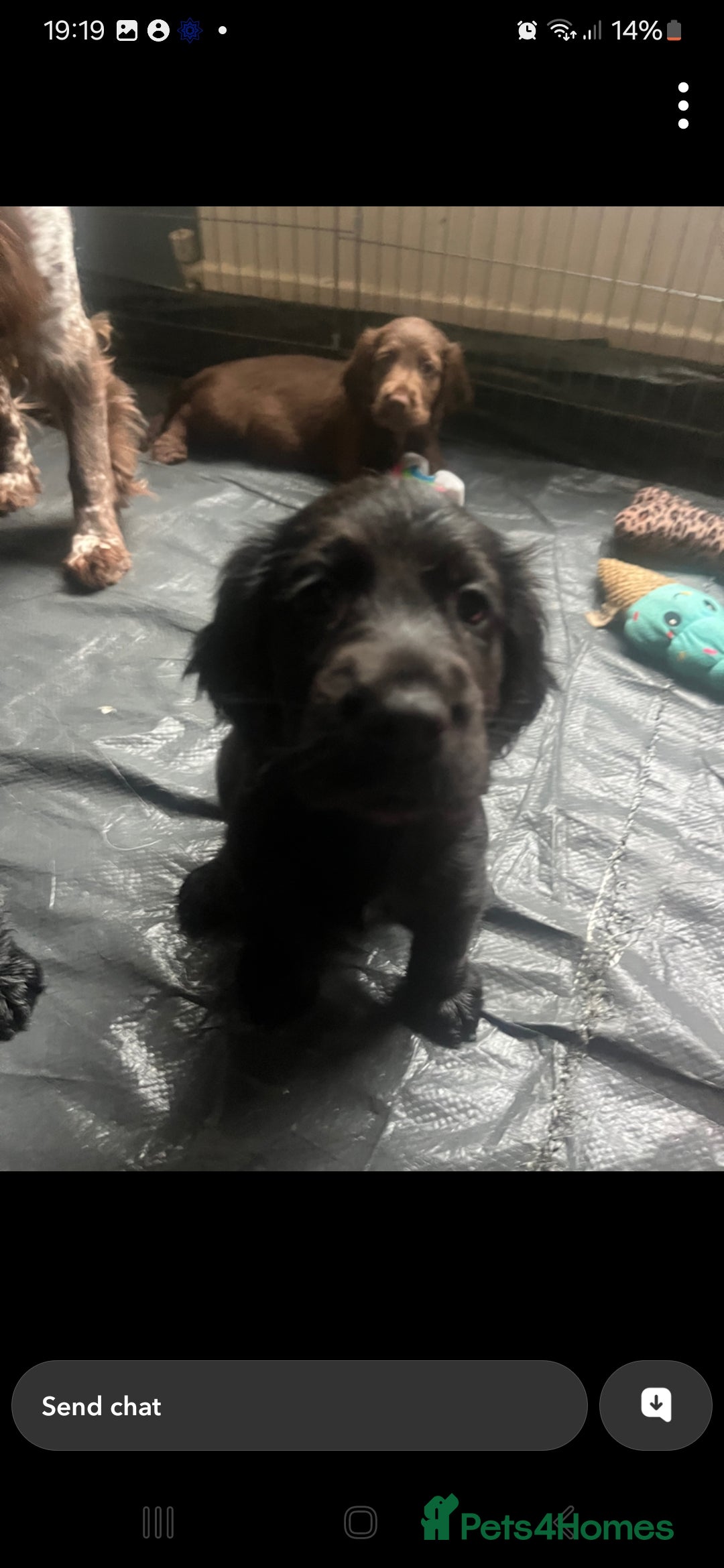 Cocker Spaniel dogs for sale:  Cocker spaniel puppies  - Image 24