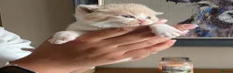 British Shorthair cats for sale: Supreme Champion GCCF British Shorthair kittens - Advert 30