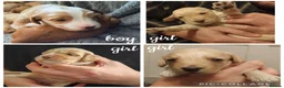 Cockapoo dogs for sale: Cockapoo puppies Doncaster - Advert 8