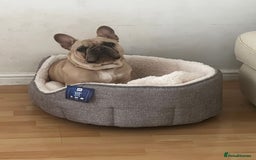 French Bulldog dogs for sale: Male French Bulldog 11 months old - Image 5