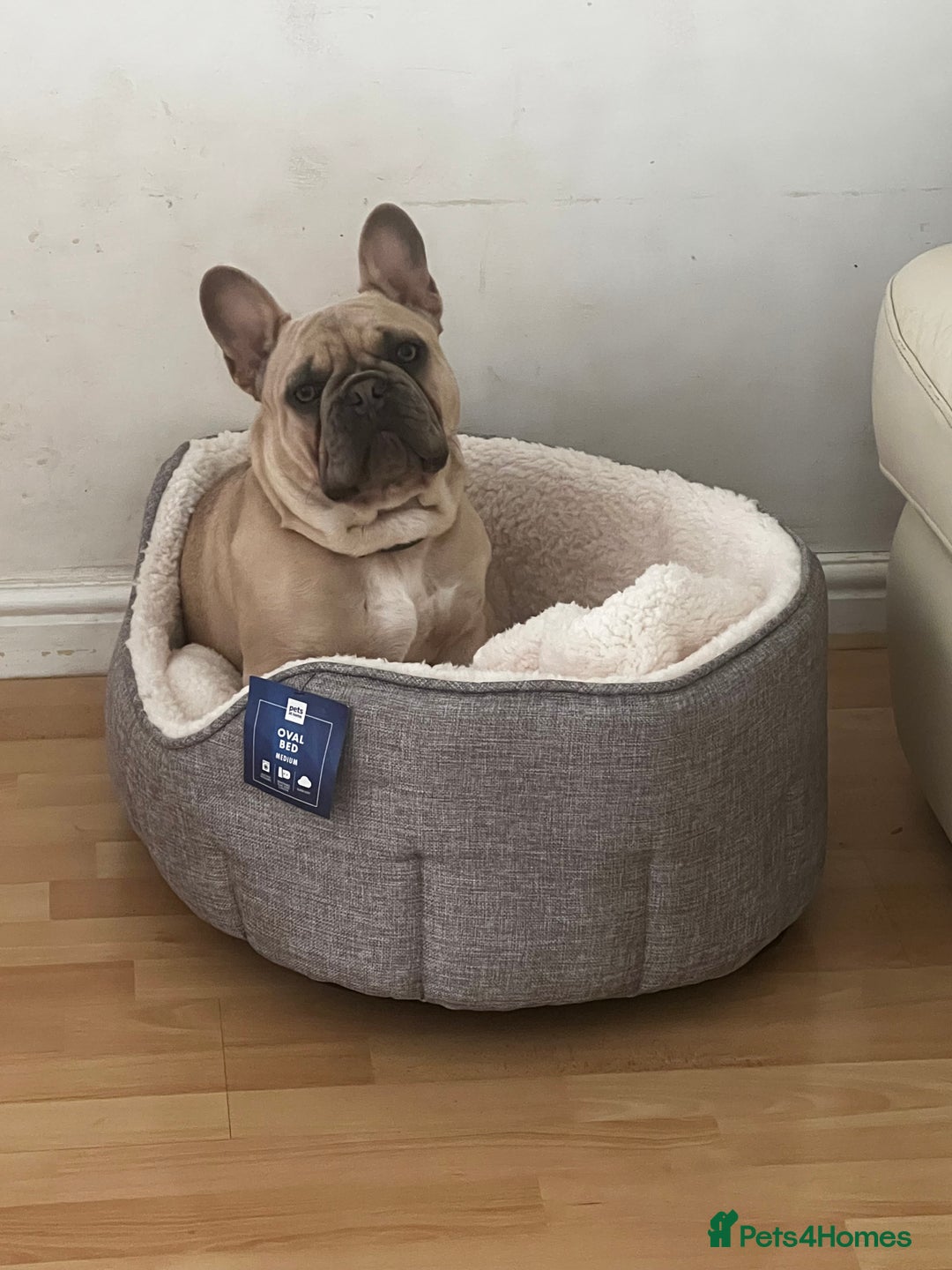French Bulldog dogs for sale: Male French Bulldog 11 months old - Image 5