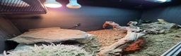 Bearded Dragon reptiles for sale: Bearded Dragon in Corby - Advert 8