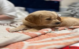 Golden Retriever dogs for sale: 6 Beautiful Golden Retrievers 1 boy Available  - Image 28