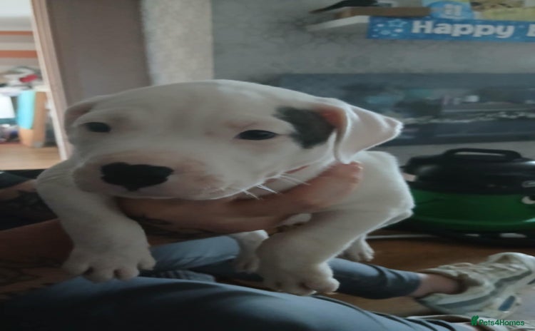 American Bulldog dogs - Advert 4