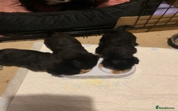 Mixed Breed dogs for sale: Pug cross shitzhu female puppies - Image 7