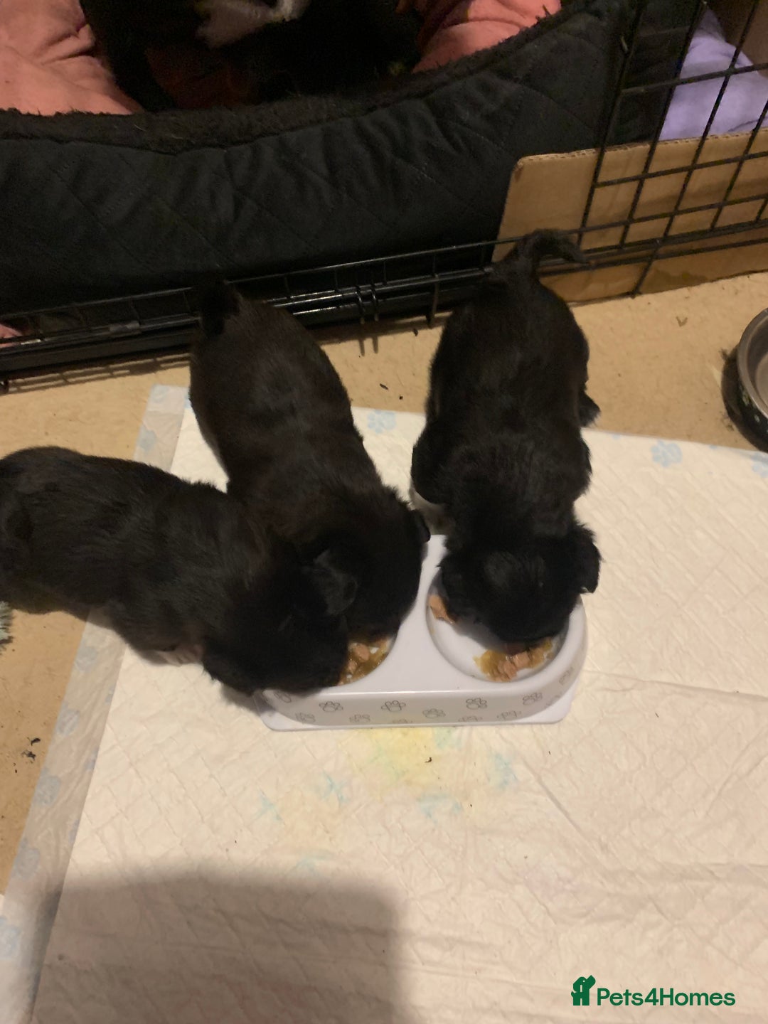 Mixed Breed dogs for sale: Pug cross shitzhu female puppies - Image 7