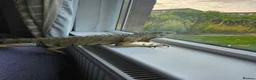 Iguana reptiles for sale: Male Axanthic Iguana  - Advert 2