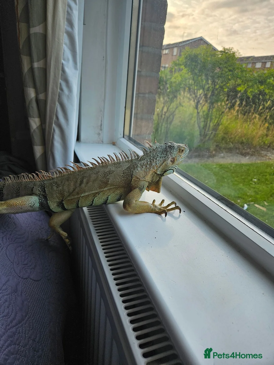 Iguana reptiles for sale: Male Axanthic Iguana  - Advert 2