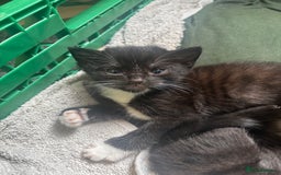 Mixed Breed cats for sale: 4 adorable kitten for sale💕 - Image 5