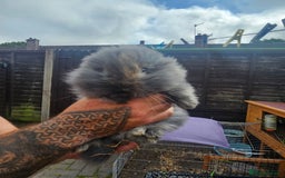 Lionhead rabbits for sale: Lionhead bunnies - Image 2