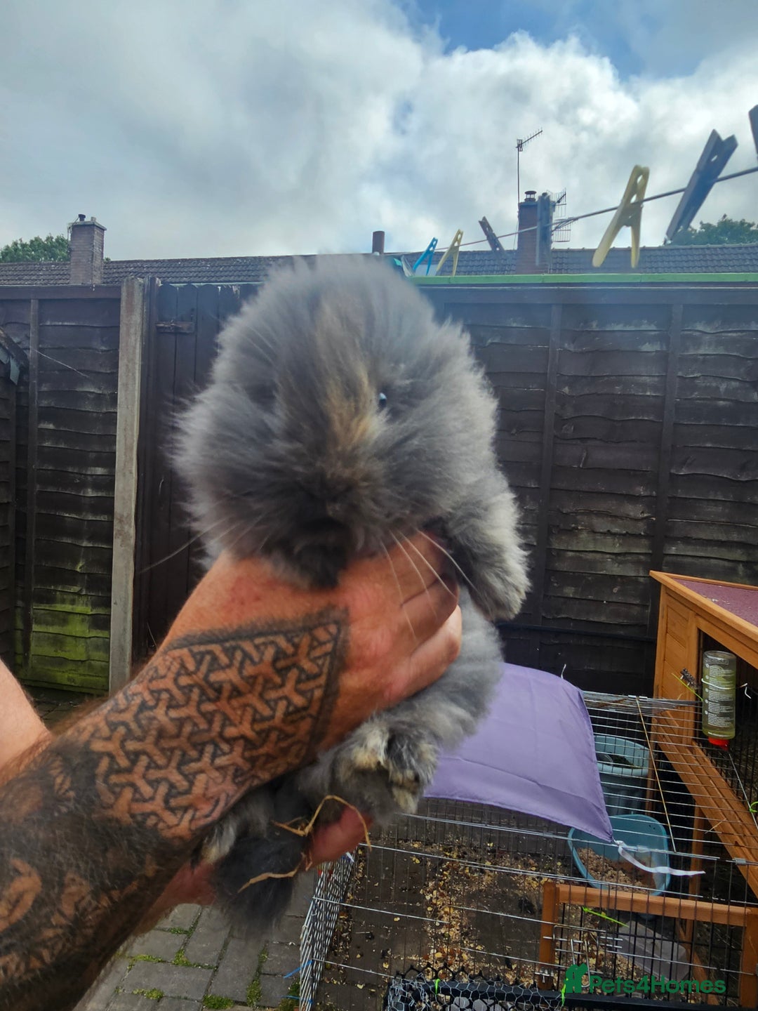 Lionhead rabbits for sale: Lionhead bunnies - Image 2