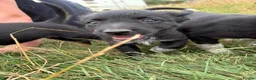 Mixed Breed dogs for sale: Collie pups  in Oswestry - Advert 9