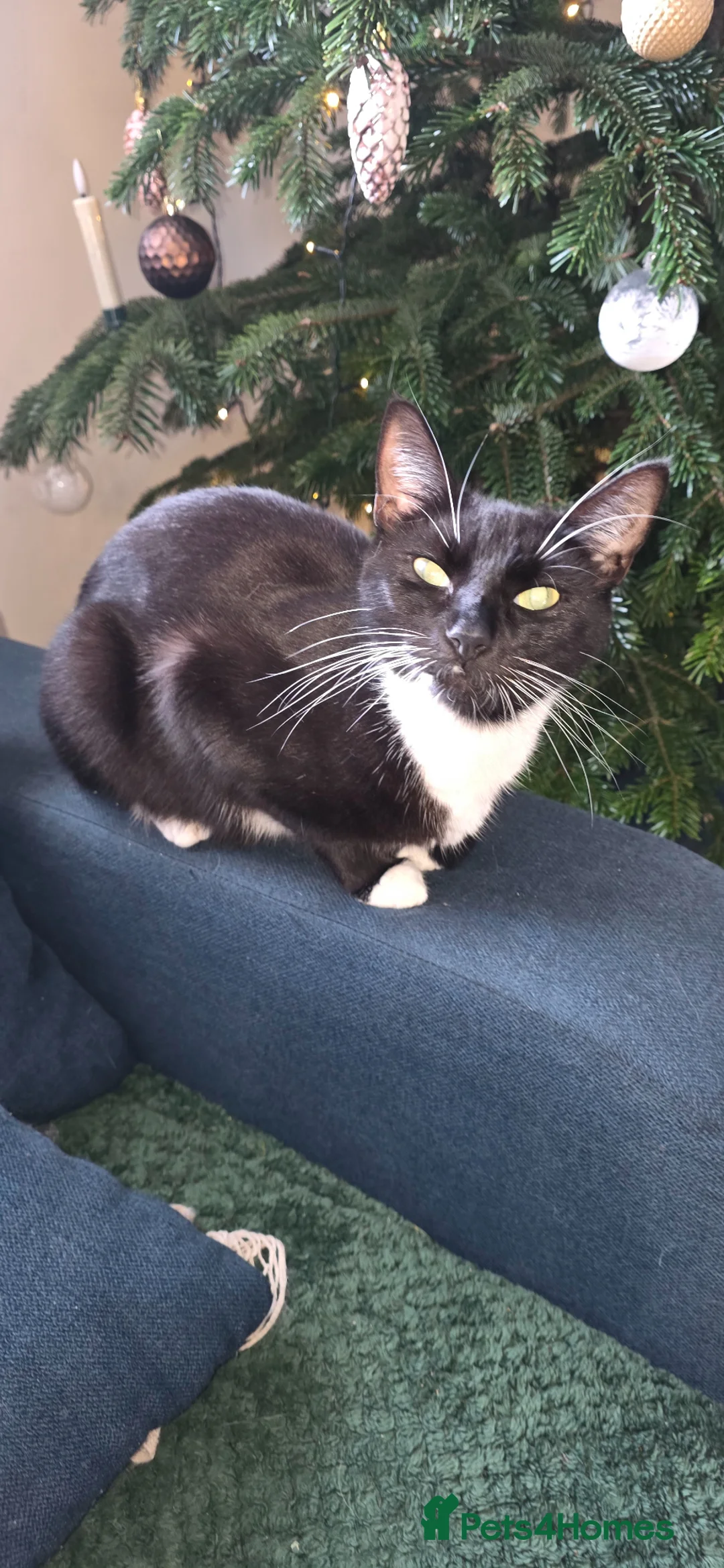 Mixed Breed cats for sale: 4 kittens  - Advert 1