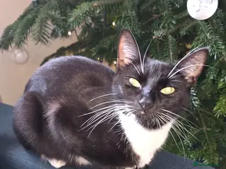 Mixed Breed cats 4 kittens - Advert 1