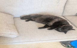 Maine Coon cats for sale: Maine coon cross looking for forever home - Image 1